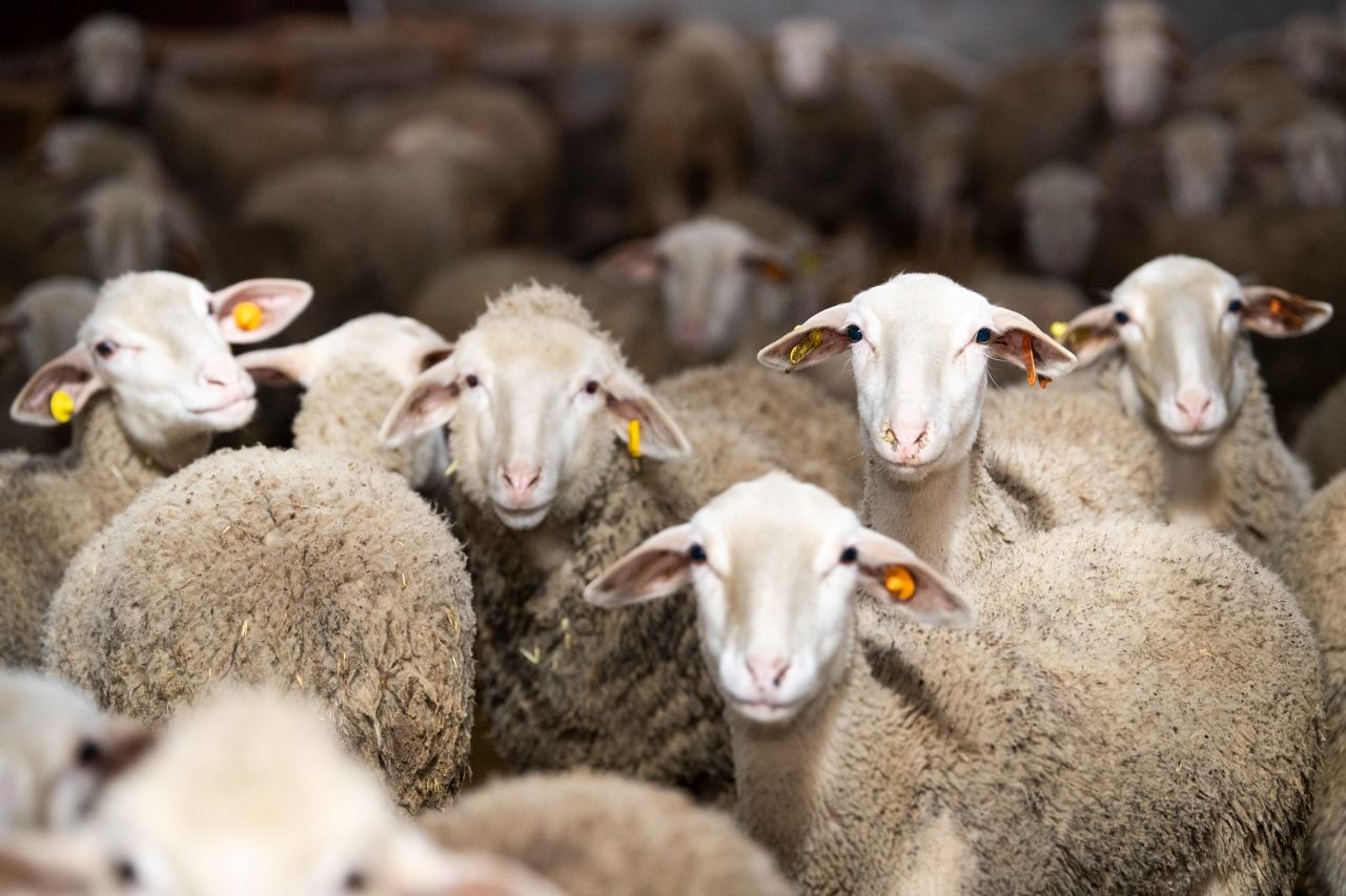 sheep_140721